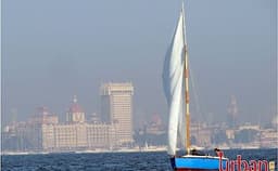 Sea Bird Photo