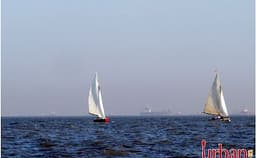 Sea Bird Photo