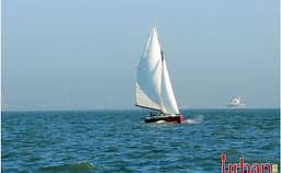 Sea Bird Photo